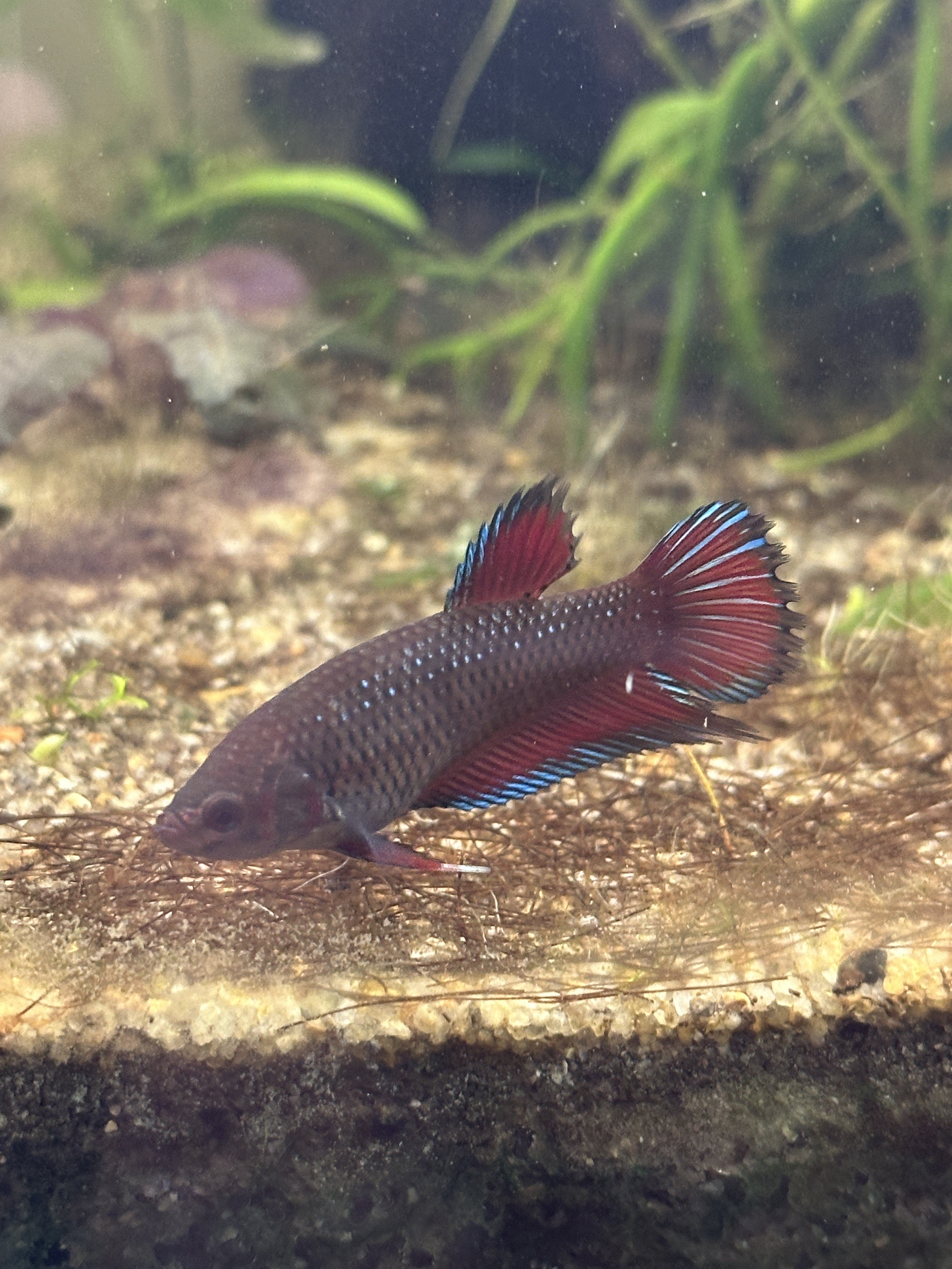 Betta Splendens - Femelle Hybride Crowntail Plakat